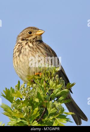 Meadow Pipit (Anthus pratensis)  perched on the top of a tree, frontal view looking to side. Taken at Elmley nature reserve, Kent, UK. Stock Photo