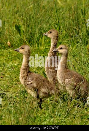 Side view of standing Mute Swan (Cygnus olor) goslings amongst grassland. Taken at Sevenoaks Nature Reserve, Kent, UK. Stock Photo