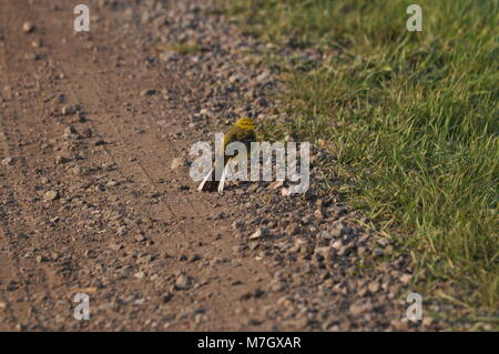 Yellow Wagtail (Motacilla flava) picture from behind looking sideways. Captured on Elmley Nature Reserve, Kent Stock Photo