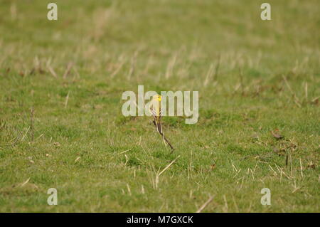 Yellow Wagtail (Motacilla flava) picture from behind looking sideways perched on branch. Captured on Elmley Nature Reserve, Kent Stock Photo