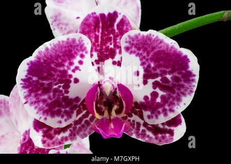 The violet orchid closeup on the black background. Stock Photo