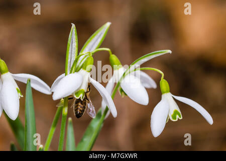 Small common snowdrop flower in early spring with bee inside. Water drop on a white petals. Detailed macro shot. Also known as Galanthus nivalis Stock Photo