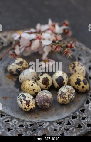 Easter concept. Quail eggs on dark gray rustic metal plate with blossoming almond branch blurred at far distance view. Stock Photo