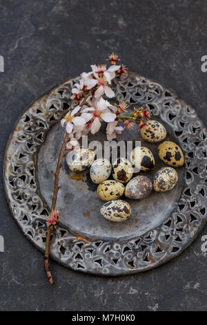 Spring table setting in black and dark gray colors with blossoming almond branch and quail eggs Stock Photo
