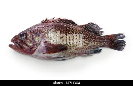 fox jacopever isolated on white background Stock Photo