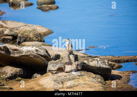 Australasian waterbird Little Pied Cormorant microcarbo melanoleucos stood at a Sydney estuary,Australia Stock Photo