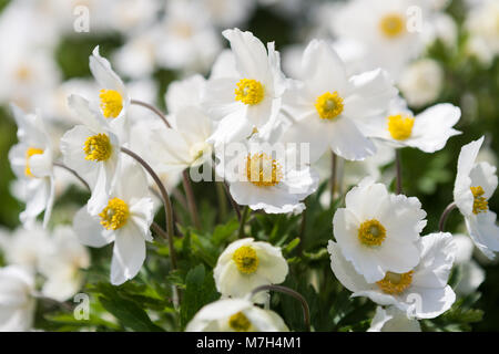 Snowdrop Anemone, Tovsippa (Anemone sylvestris) Stock Photo