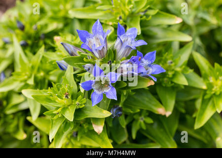 Summer Gentian, Kaukasisk fransgentiana (Gentiana septemfida lagodechiana) Stock Photo