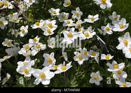 Snowdrop Anemone, Tovsippa (Anemone sylvestris) Stock Photo