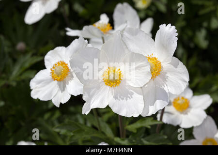 Snowdrop Anemone, Tovsippa (Anemone sylvestris) Stock Photo