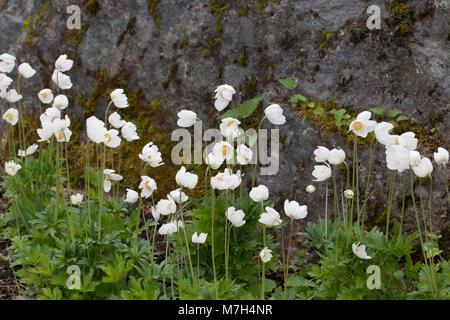 Snowdrop Anemone, Tovsippa (Anemone sylvestris) Stock Photo