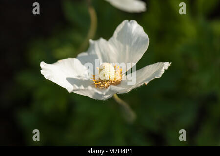 Snowdrop Anemone, Tovsippa (Anemone sylvestris) Stock Photo