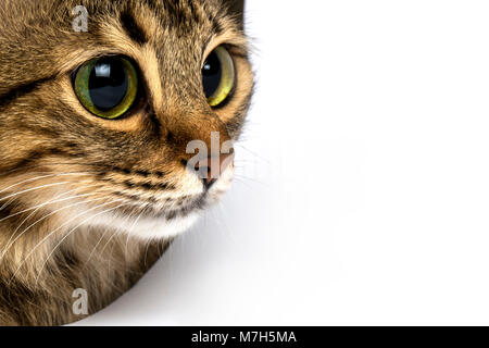 A cat with big eyes looks closely at the place for text, background image Stock Photo