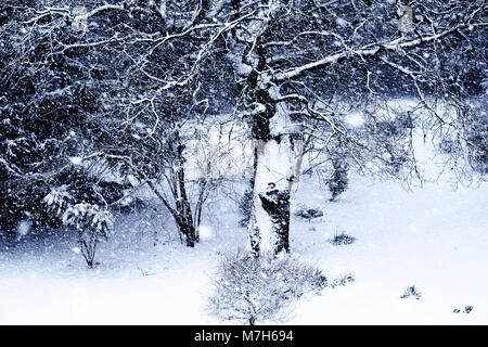 snow scene, a tree and bushhes and shrubs behind are covered in snow, thick snow on the ground and snow flakes are falling, Black and white photograph Stock Photo