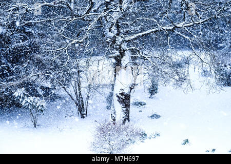 snow scene, a tree and bushhes and shrubs behind are covered in snow, thick snow on the ground and snow flakes are falling, Stock Photo