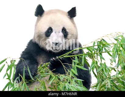 Isolated panda. Big panda bear holding a bunch of bamboo branches with leaves isolated on white background Stock Photo