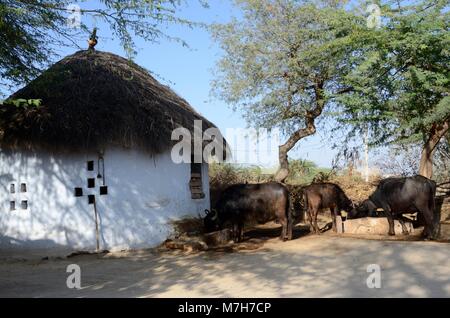 Thatched hut and cattle life in a Bishnoi village renowned for their protection of wild animals and trees jodhpir Rajasthan india