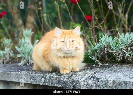 Orange Cat Sitting Outdoors on the Wall Looking at Camera Stock Photo