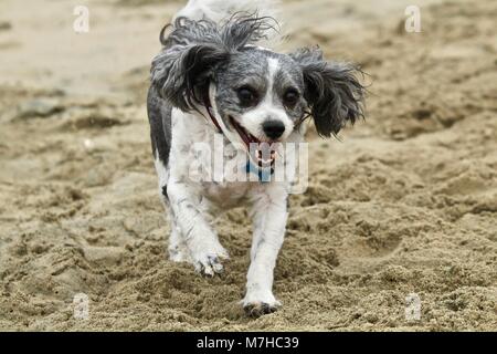 Cavachon running on the beach Stock Photo