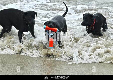 three black dogs playing at the beach Stock Photo