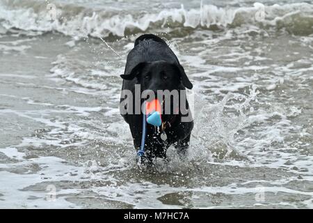 Black German Shepherd playing fetch in the ocean Stock Photo