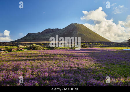 Montana Corona, near Ye, Lanzarote, Canary Islands, Spain.  Field of purple flowers in the foreground Stock Photo