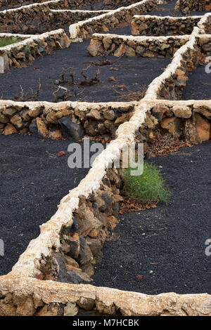 Stone walls with cemented tops of a vineyard near Maguez, Lanzarote, Canary Islands, Spain Stock Photo