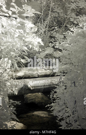 Infrared image of 2 dead trees in a small creek Stock Photo