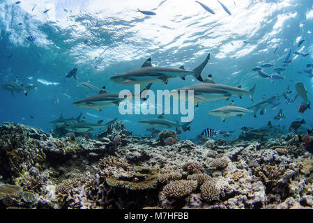 A school of blacktip reef sharks over a coral reef in Kadavu Island, Fiji. Stock Photo