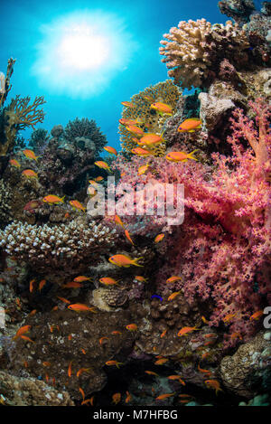 Schooling anthias fish over a coral reef under the sun in the Red Sea, Egypt. Stock Photo
