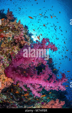 Soft coral and schooling fish on a wall in the Red Sea. Stock Photo