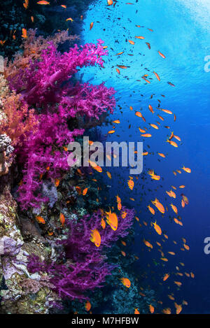 Soft coral and schooling anthias on a wall in the Red Sea. Stock Photo