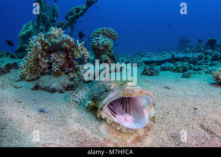 A crocodilefish has its mouth wide open in a yawn, Red Sea, Egypt. Stock Photo