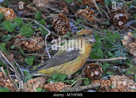 Red crossbill, Common crossbill, Loxia curvirostra, sitting on ground eating on Spruce cone Stock Photo