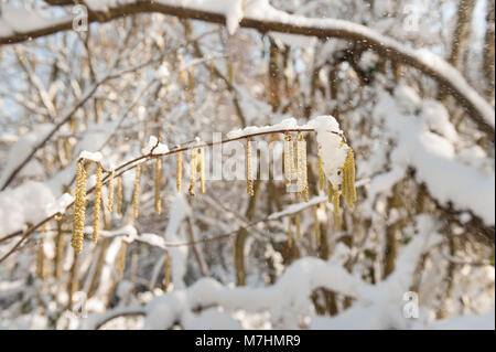 Catkins of Hazel, Corylus avellana, standing out as a cluster against beautiful snow coated ancient British woodland in dappled sunshine as snowfall Stock Photo