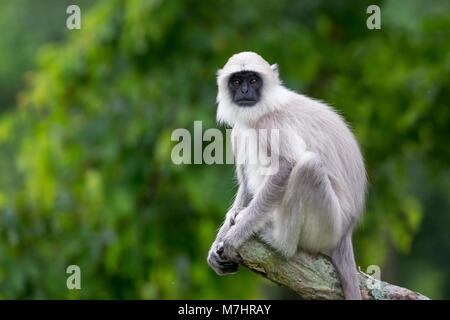 Long tail langur Hanuman, monkey on white background Stock Photo - Alamy