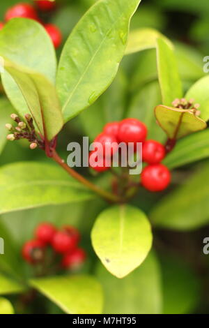 Skimmia Japonica Stock Photo