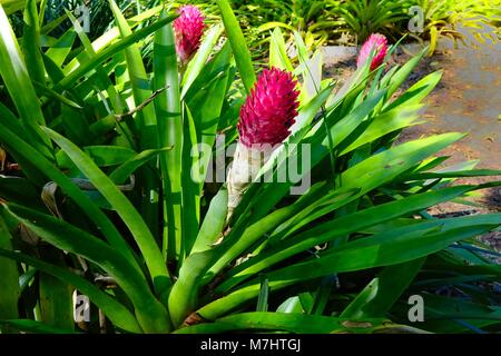 Quesnelia testudo, a bromeliad endemic to the Atlantic Forest of Brazil Stock Photo