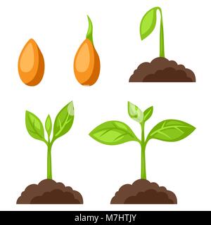 Set of illustrations with phases plant growth. Image for banners, web sites, designs Stock Vector
