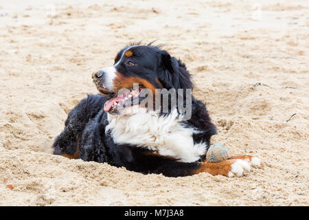 Bournemouth, Dorset, UK. 11th March 2018. UK weather: grey overcast day at Bournemouth beach. Bernese Mountain Dog has fun playing in the sand Credit: Carolyn Jenkins/Ģ����ý Live News Stock Photo