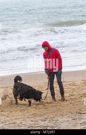 Bournemouth, Dorset, UK. 11th March 2018. UK weather: grey overcast day at Bournemouth beach. Bernese Mountain Dog has fun playing in the sand, digging a hole. Credit: Carolyn Jenkins/Ģ����ý Live News Stock Photo