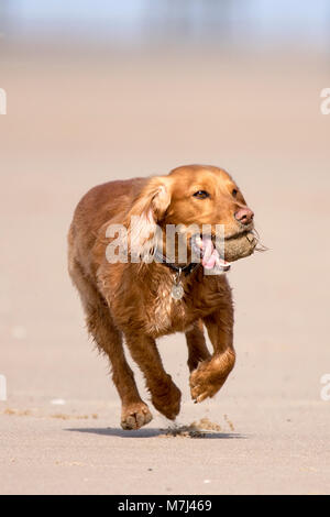 Dog's Day Out, Blackpool, Lancashire.  11th March 2018. UK Weather.  A beautiful golden cocker spaniel puppy plays with his favourite ball down on the sands of Blackpool beach in Lancashire.  Fine sunny weather brought dog walkers out to make the most of the spring like conditions.  Credit: Cernan Elias/Alamy Live News Stock Photo