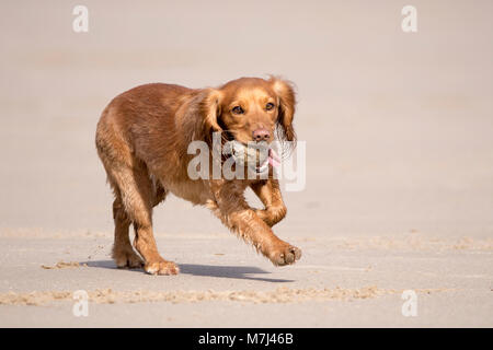 Dog's Day Out, Blackpool, Lancashire.  11th March 2018. UK Weather.  A beautiful golden cocker spaniel puppy plays with his favourite ball down on the sands of Blackpool beach in Lancashire.  Fine sunny weather brought dog walkers out to make the most of the spring like conditions.  Credit: Cernan Elias/Alamy Live News Stock Photo
