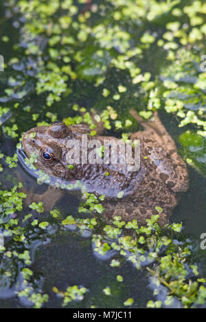 Marsh Frog (Pelophylax ridibundus). Adult female. Kent. England. UK. Stock Photo