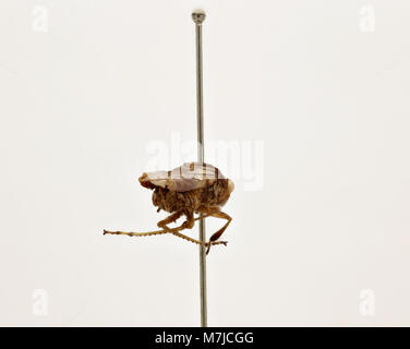 Tettigonia ichthyocephala is a species of insect, commonly known as the ...