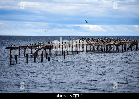 Cormorants gather on the old pier on the Straits of Magellan, Punta Arenas, Chile Stock Photo