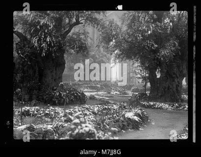 Garden of Gethsemane in snow, taken Feb. 28, 1938 LOC matpc.17115 Stock Photo