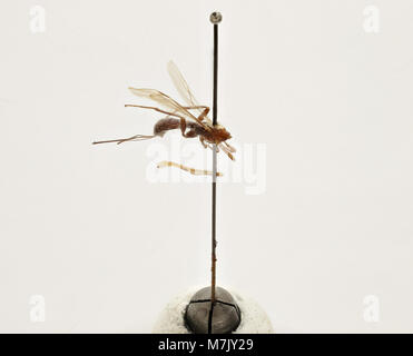 A specimen of Doryctes deuticoxa, a parasitic wasp species, shown in ...