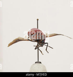 The image features the species Eucorysses iris, a type of insect from ...
