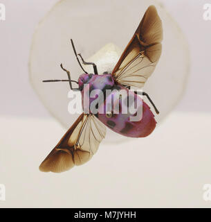This image shows the species Eucorysses iris, a type of insect ...